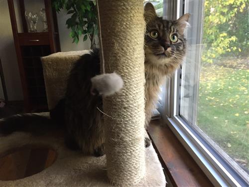 Gazing out the Window 