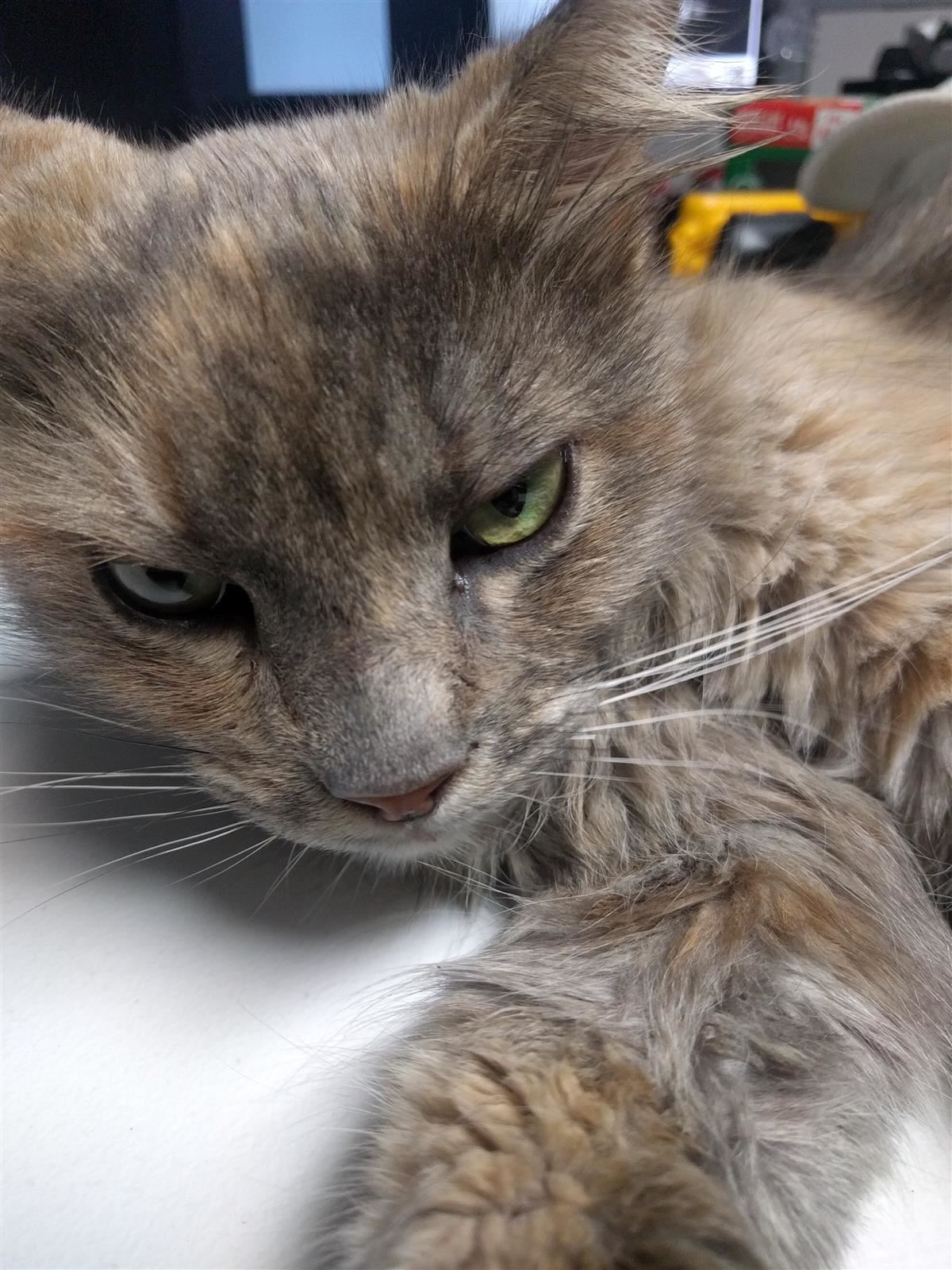 Meow 