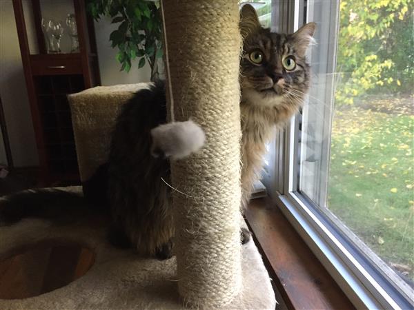 cat
